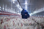 vets-in-poultry-house-white-chickens.jpg