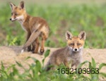 Foxes with avian flu.jpg