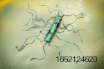 listeria-monocytogenes-3d-illustration.jpg