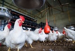 white-chickens-in-poultry-house-6.jpg