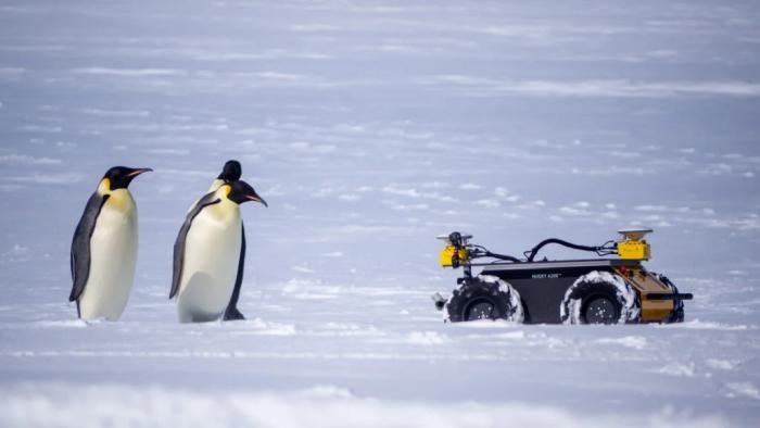 echo-penguin-robot.jpg