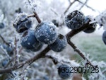 frost-on-fruits-5.jpg