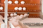 Eggs on conveyor.jpg