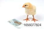 chick-euro.jpg