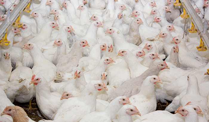 young-white-broilers-in-poultry-house.jpg