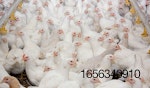 young-white-broilers-in-poultry-house.jpg