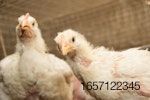 young-broiler-chickens-closeup.jpg