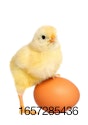 chick-with-foot-on-brown-egg.jpg