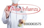 Avian-flu-illustration.jpg