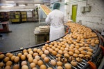 egg-on-production-line.jpg