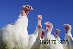 white-turkeys-looking-down.jpg