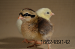 chick-play.png