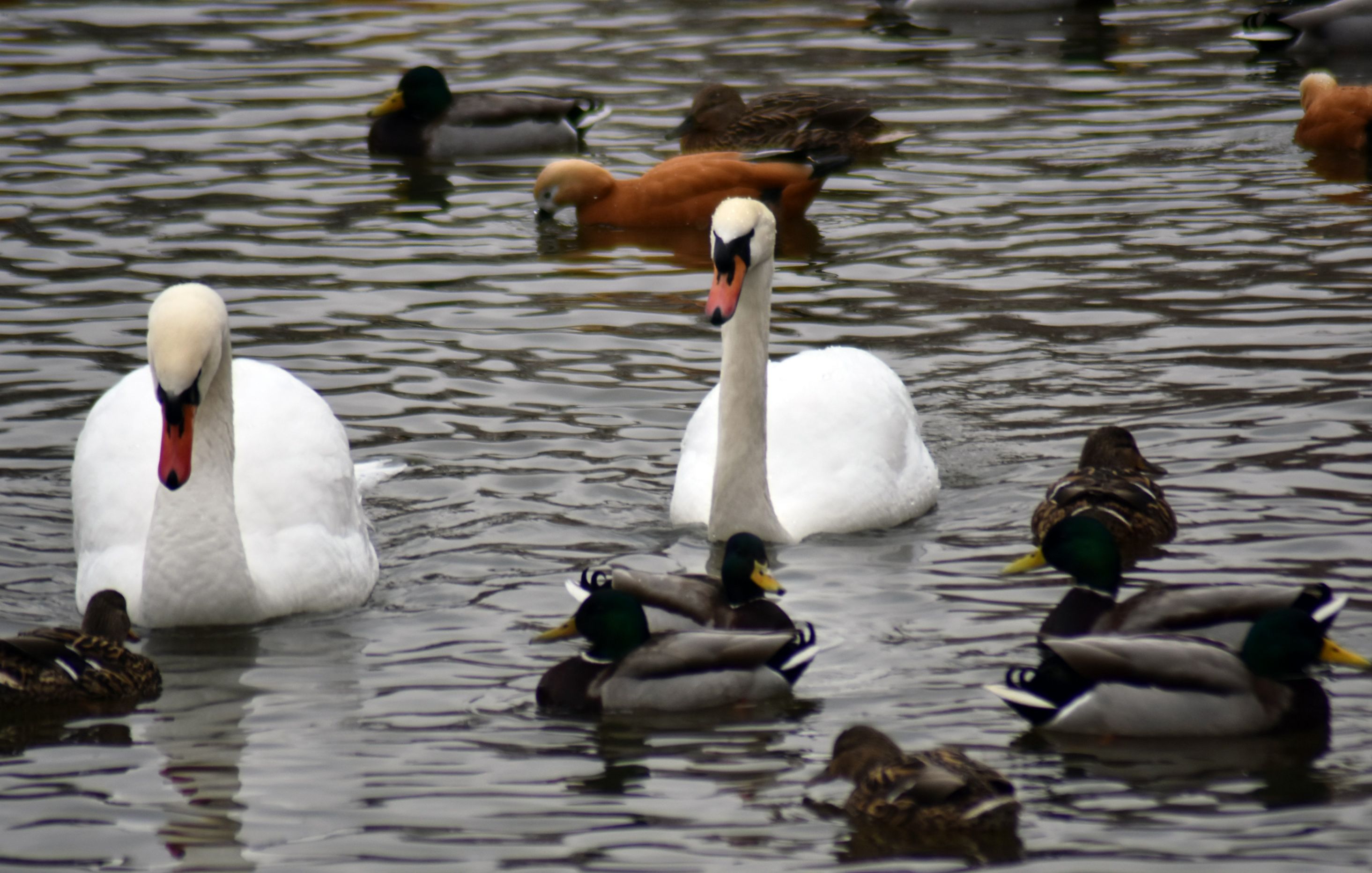 Swans and ducks.jpg