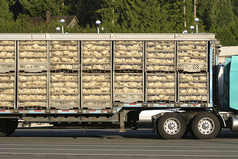 chickens-in-crates-on-truck-1.jpg
