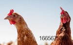 BCC chickens.jpg