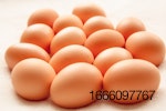 brown-eggs.jpg