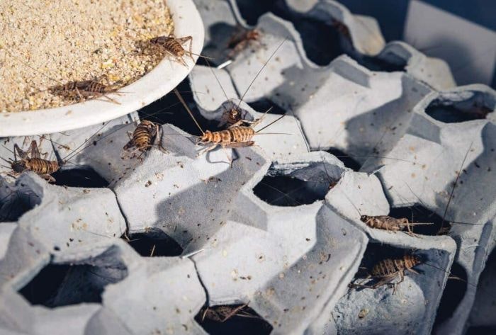 Crickets-eating-feed-on-a-tray.jpg