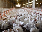white-chickens-in-poultry-house-2.jpg