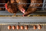 Laying-hens-eating.jpg