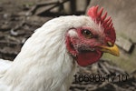 white-chicken-closeup-4.jpg