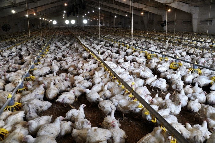 white-broilers-in-poultry-house-2.jpg