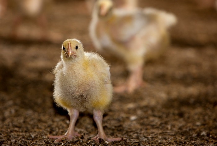 Chick closeup on litter