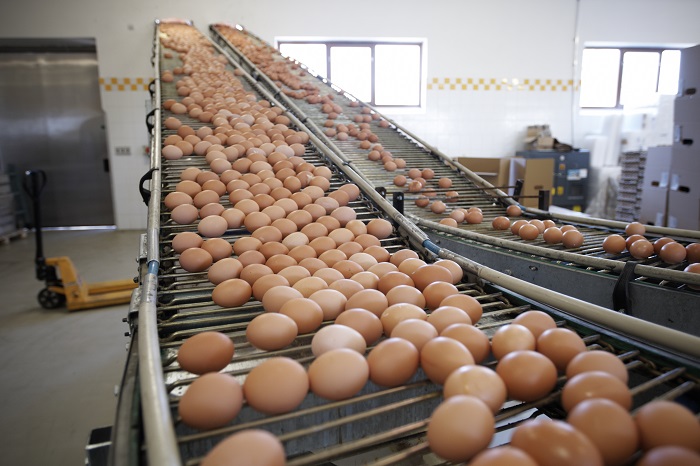 brown eggs_conveyor belt.jpg