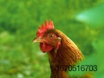 red-chicken-green-background.jpg