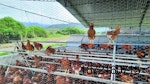 Cage-free-layers-Colombia1.jpg