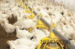 white-young-chickens-at-poultry-farm.jpg