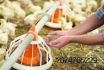 poultry-feed-sustainable.jpg