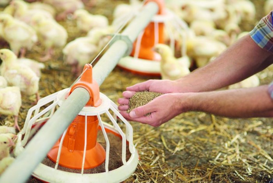6 tricks to obtain internet zero in poultry feed, diet