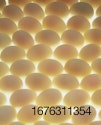 white-eggs-lighted-bkgrnd.jpg