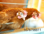 chicken-layer-indoor-close up.jpg