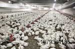 white-chickens-in-poultry-house-8.jpg