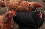 avian influenza updates