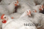 Avian flu update