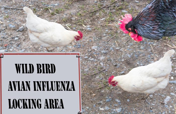 Bird flu virus