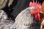 avian influenza update