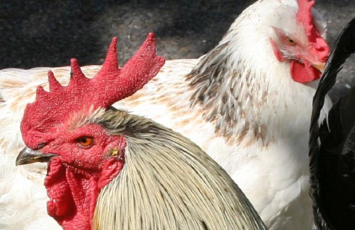 avian flu updates