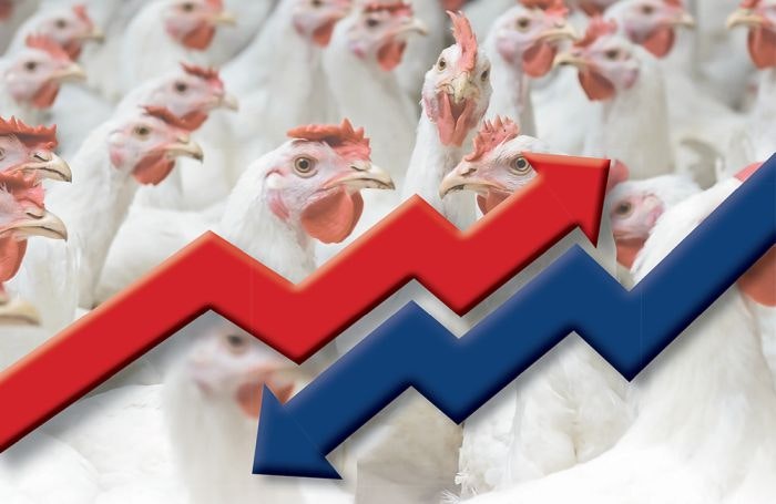 Chicken-price-volatility-2.jpg