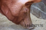 China-pig-production