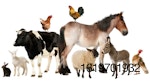 Farm-animals