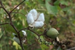 cotton plant flower