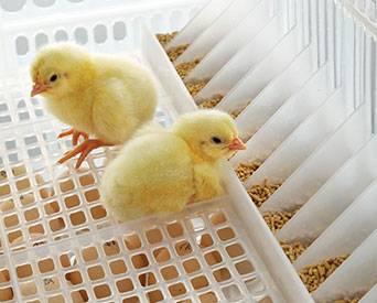 early-feeding--chicks-1509EIlagerwey.jpg
