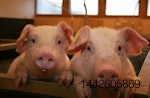 2 cute pigs