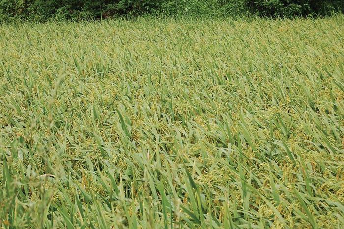 Rice-Cargill-China.jpg