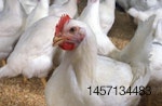 chicken avian flu