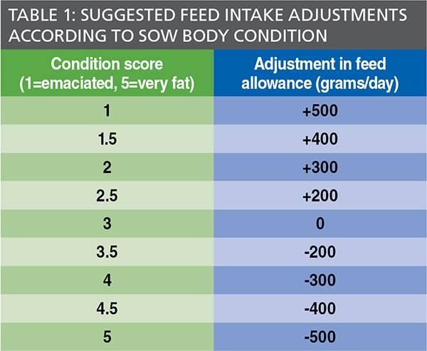 suggested feed intake adjustments for sows