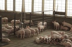 hog farm